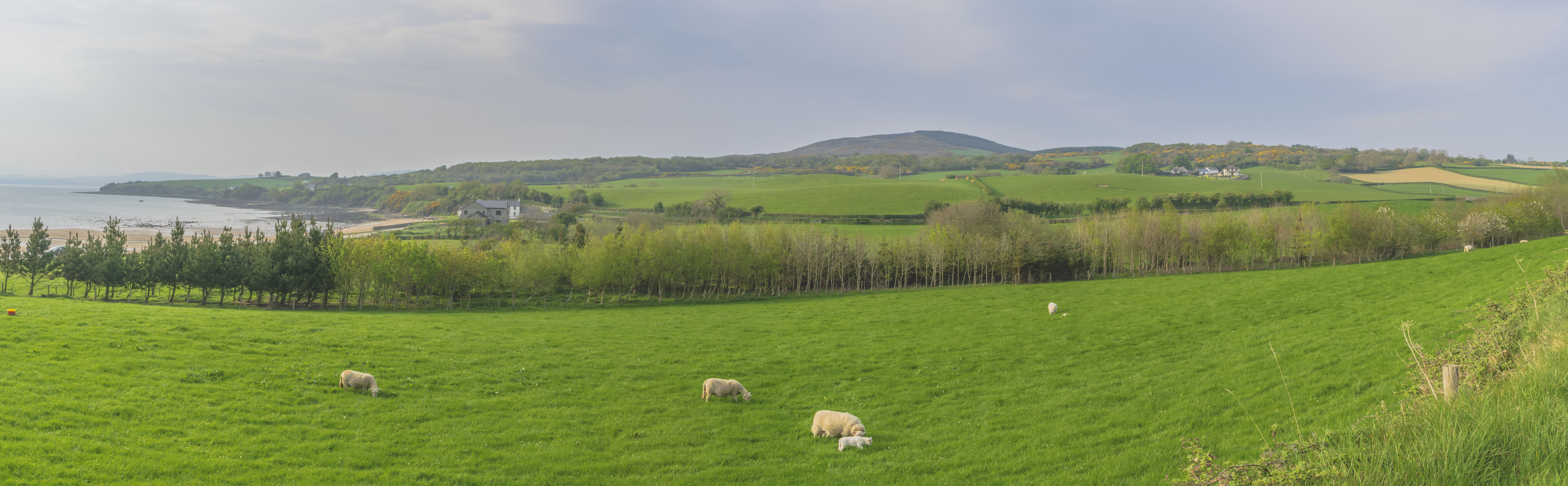 Moutons au nord de l'Irlande