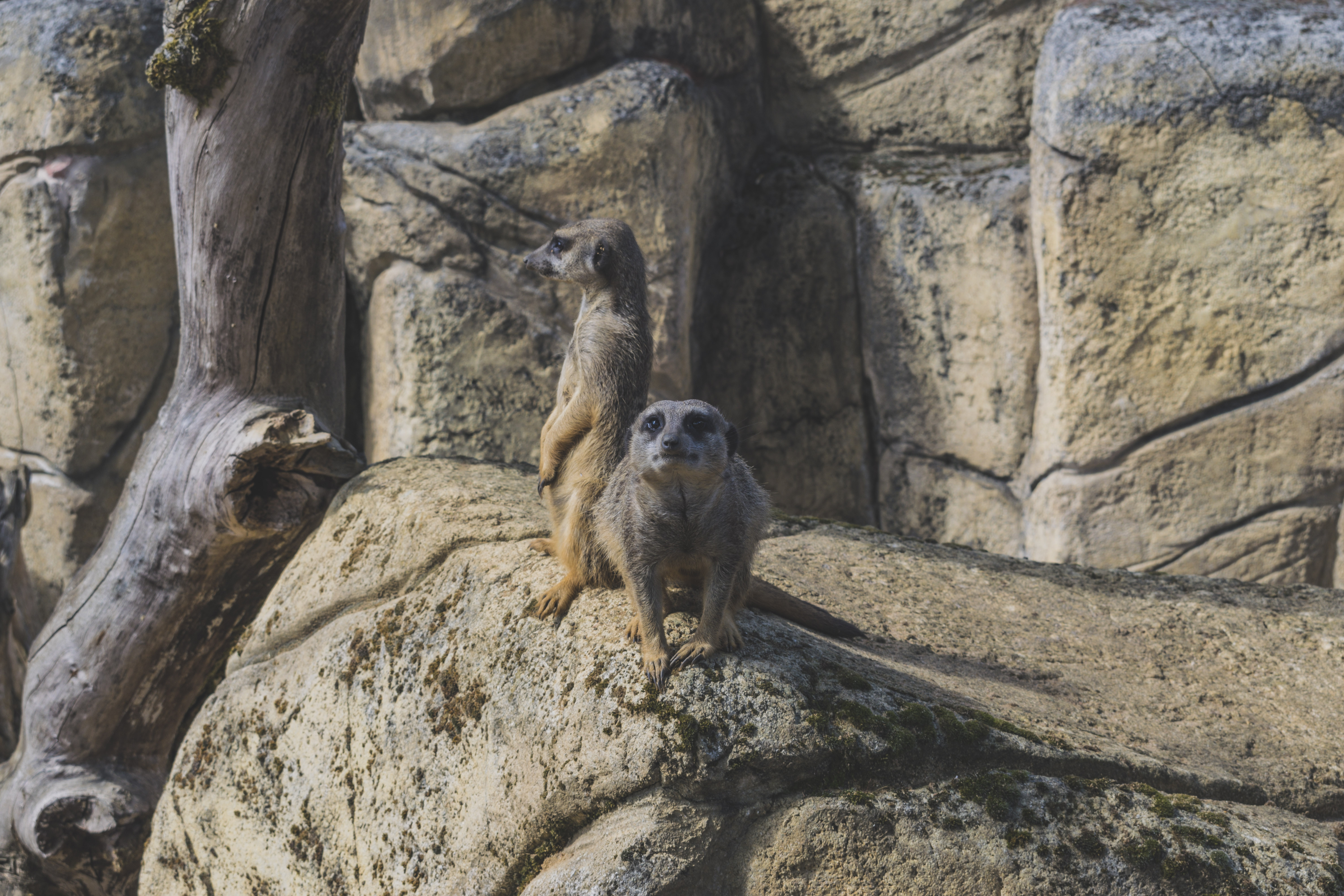 Suricate