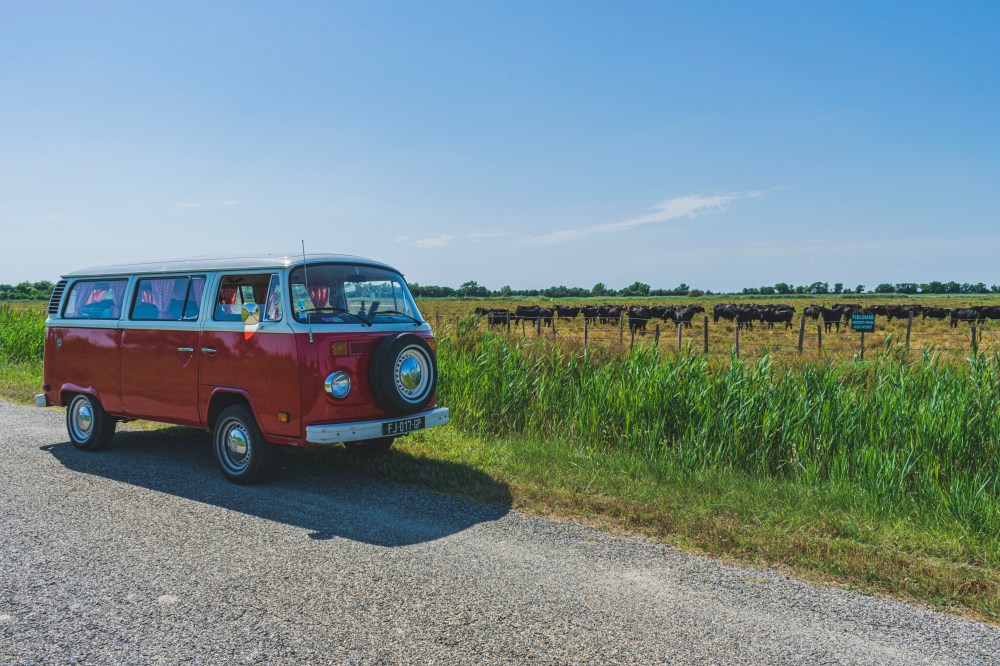 Chianti et les taureaux