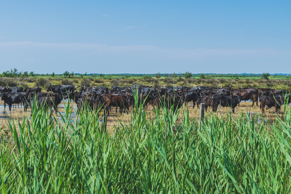 Taureaux de Camargue