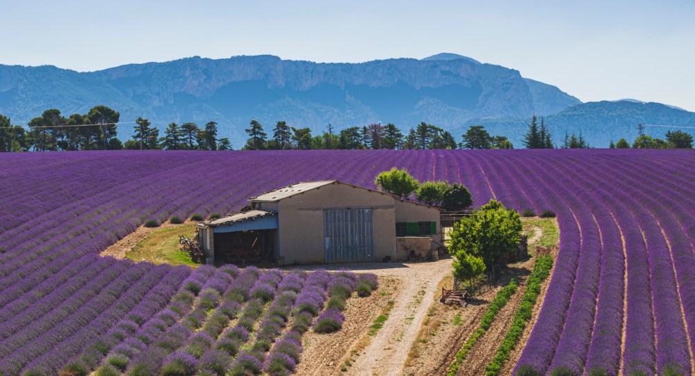 Champs de lavande