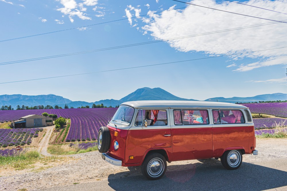Chianti dans la lavande