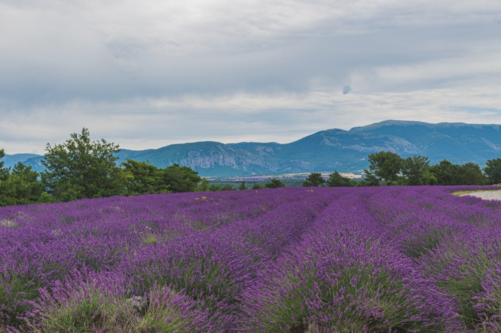 Champs de lavande